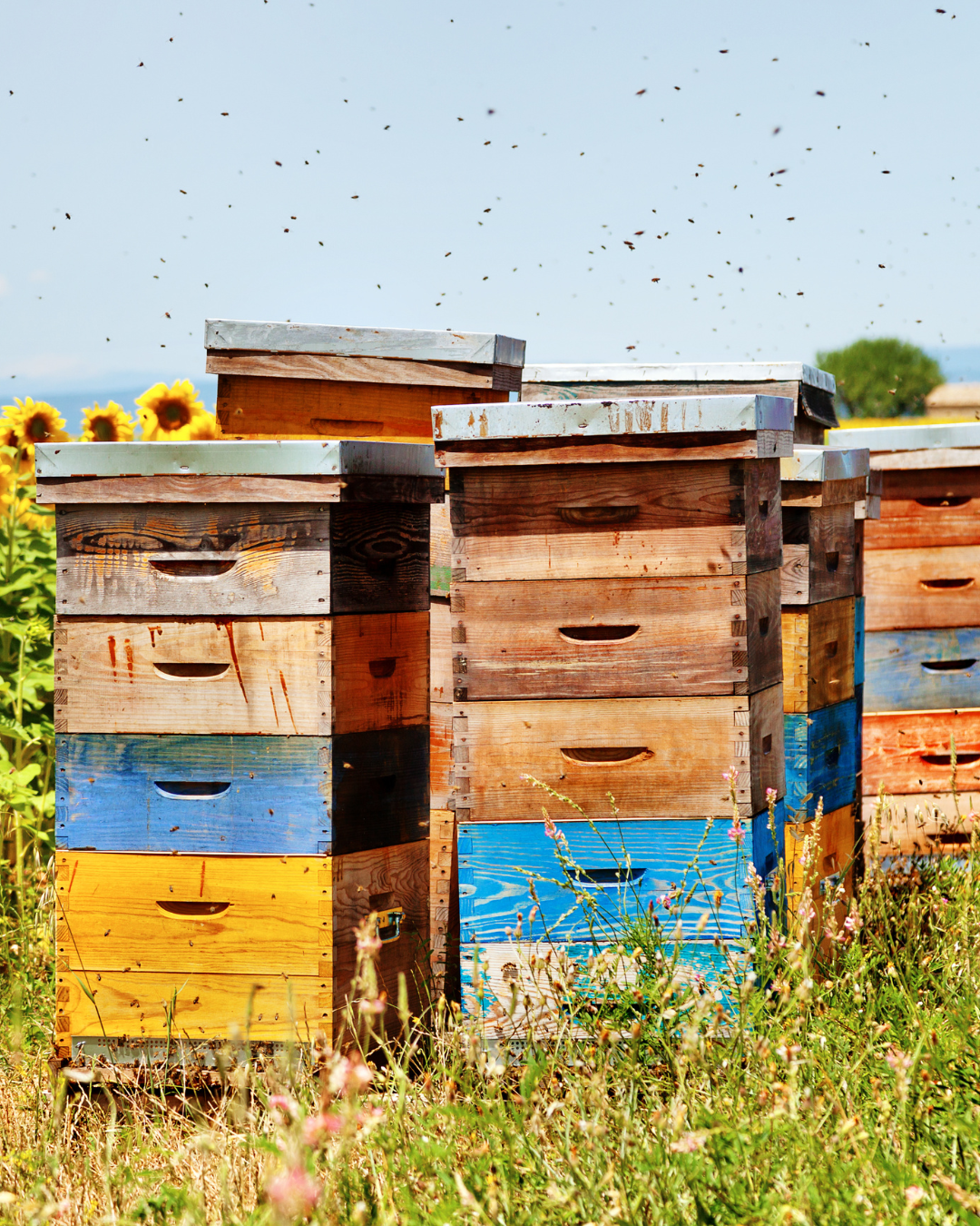 The Hive